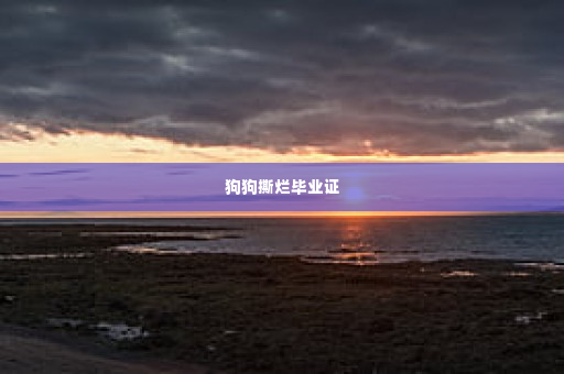狗狗撕烂毕业证